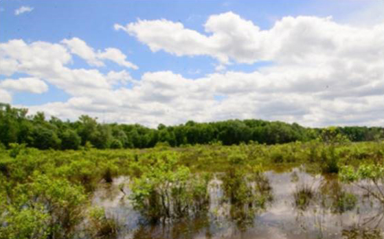 Wetlands