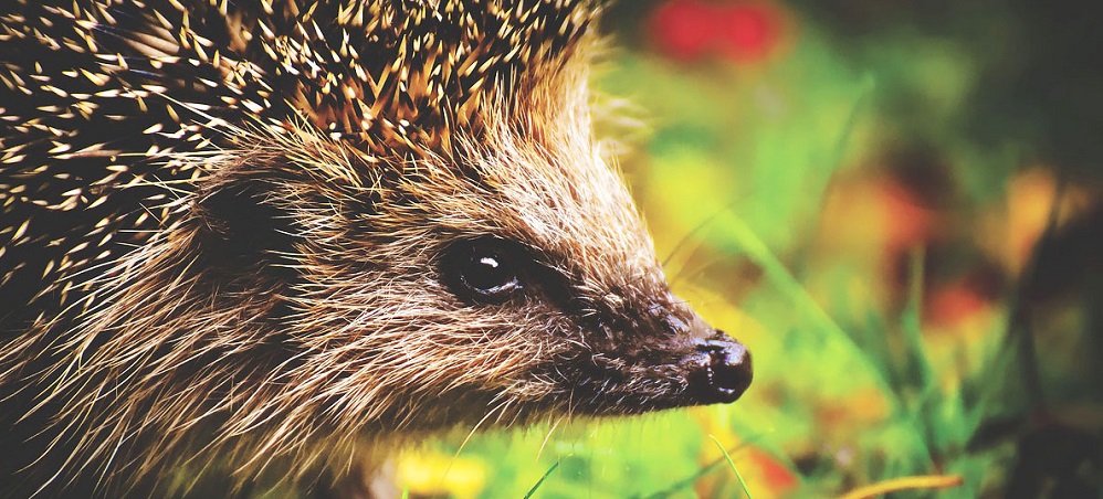 a young hedgehog closeup