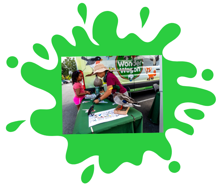 Young preteen girl holds binoculars and leaves over green table clothed table looking at an item being shown to her by a young adult woman in a maroon shirt and tan hat. Also on the table is a taxidermy duck and goose, various pamphlets and information documents. This is all set in front of a colorful van decorated with woodland animals and displaying the text Wonder Wagon. Framed in a green paint splat