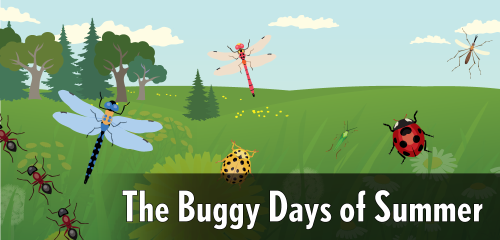 The Buggy Days of Summer