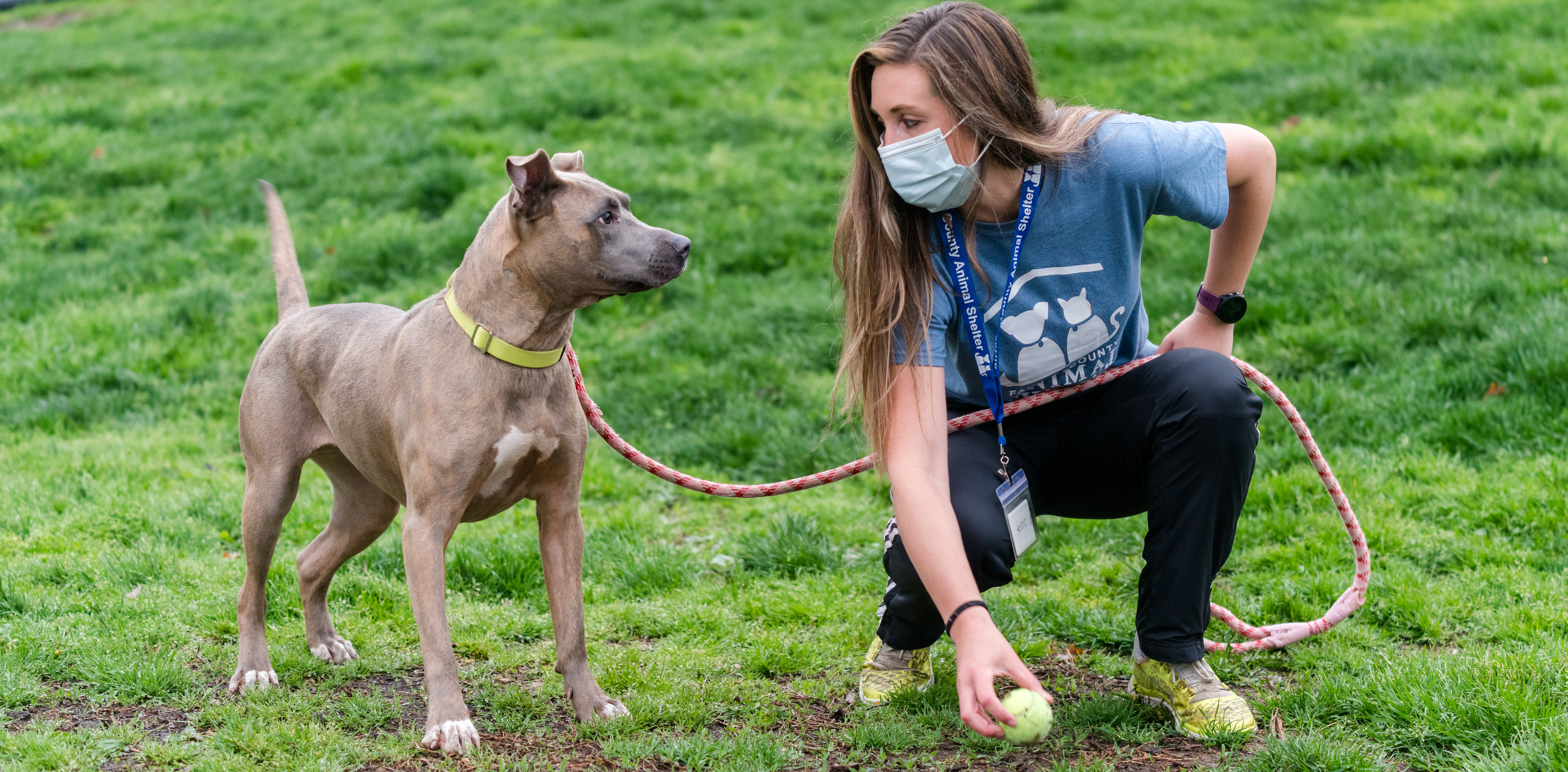 woman in an animal shelter t-shirt kneels next to a gray dog and holds the leash and a tennis ball