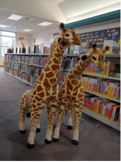 Story and Epic the stuffed giraffes in the aisles of Centreville library