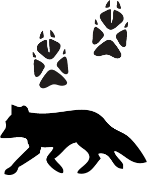 silhouette of fox and fox tracks
