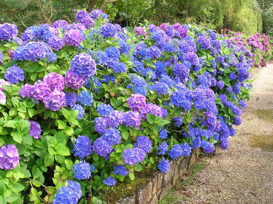 Hydrangea