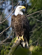 Elizabeth Hartwell Mason Neck National Wildlife Refuge photo