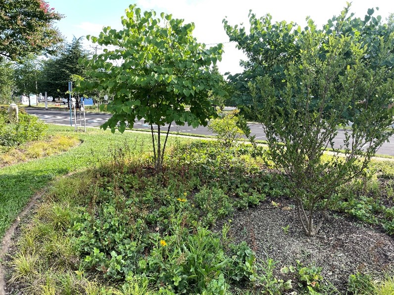 Redbud and downy serviceberry trees surrounded by native meadow plants provide optimal habitat for pollinators and other wildlife. 