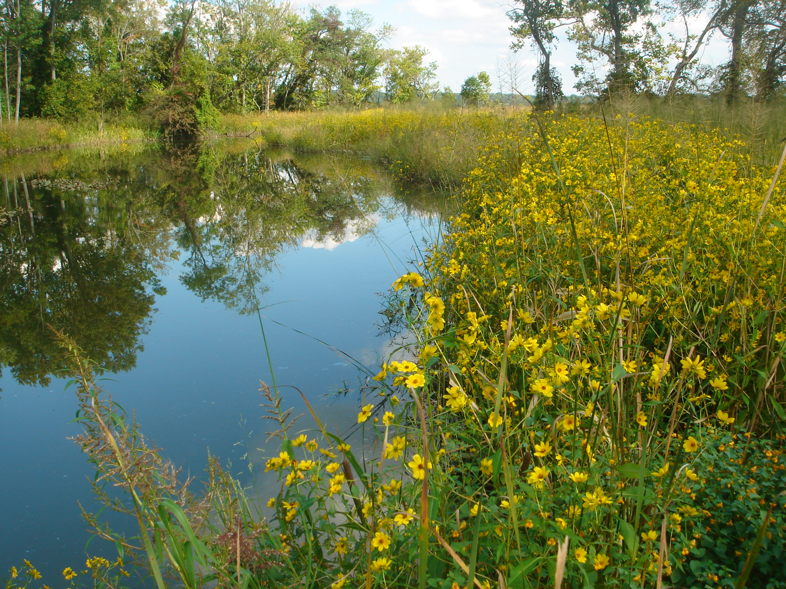 Dyke Marsh Yellow Flowers