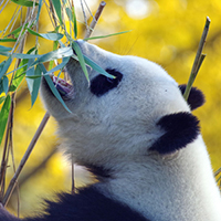 Giant panda eating bamboo