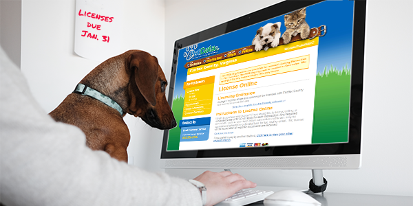 Photo of a dog looking at dog licensing website.