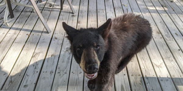 Bear on Deck Bear on a deck