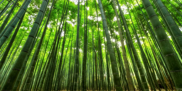 Running Bamboo