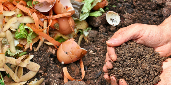 Image of hands scooping compost Image of hands scooping compost