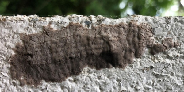 spotted lanternfly egg masses spotted lanternfly egg masses on a tree; egg masses are covered in a light gray colored wax that looks like mud when it dries