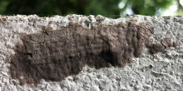 lanternfly egg masses on a tree