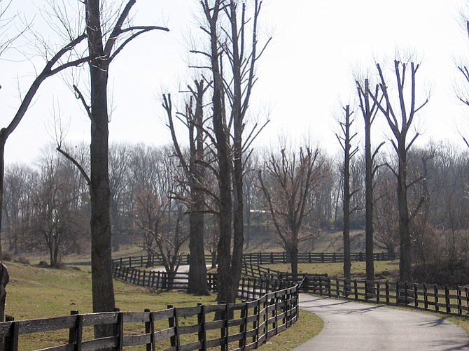 tree-lined road with topped trees