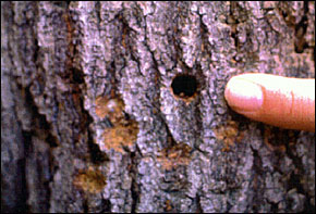 a hole in a tree with finger pointing at it