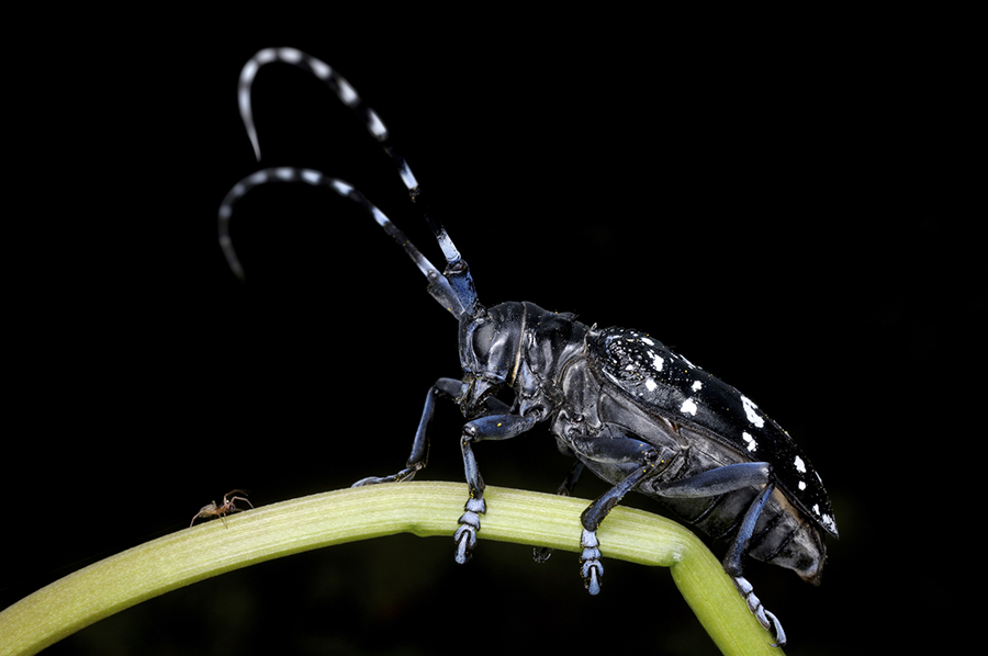 close-up of asian longhorn beetle
