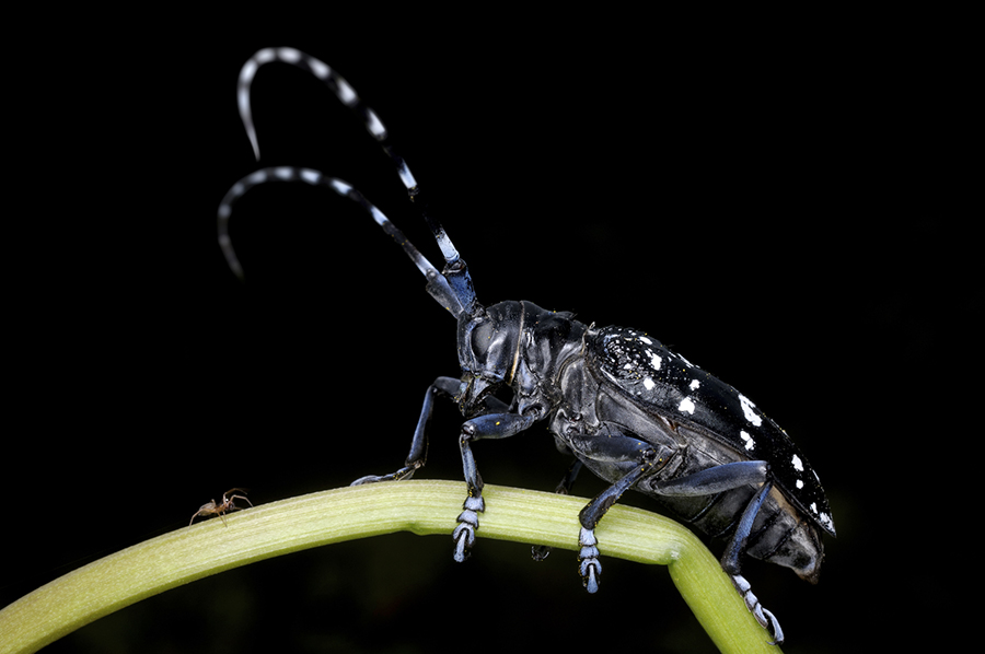 close-up of asian longhorn beetle close-up of asian longhorn beetle