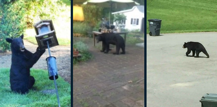 mosaic image of 3 bears in residential areas mosaic image of 3 bears in residential areas