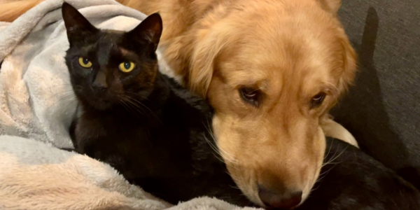 cat and dog cat and dog
