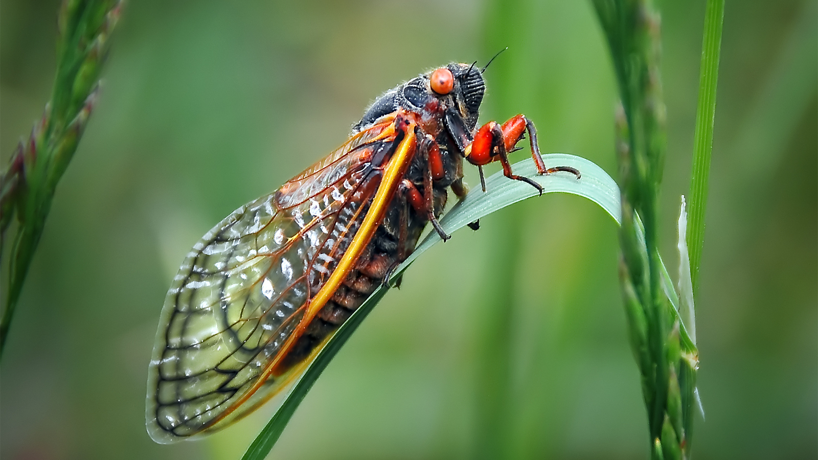 close-up view of cicada close-up view of cicada