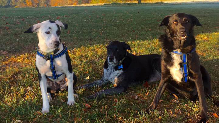 three dogs facing camera, L and R at attention