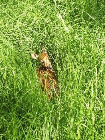 fawn in tall grass
