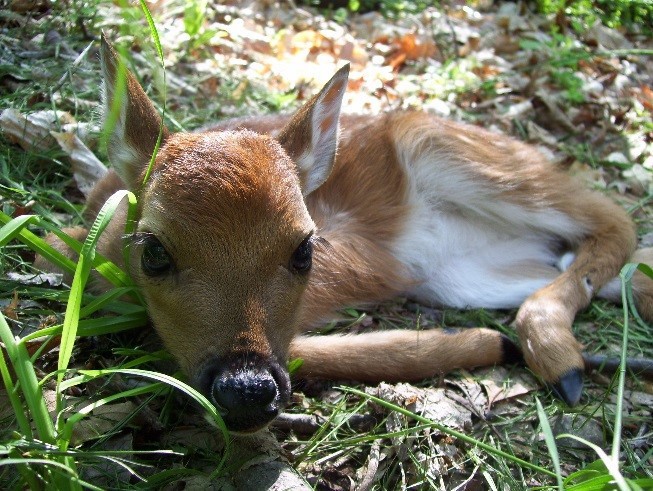 closeup of deer lounging