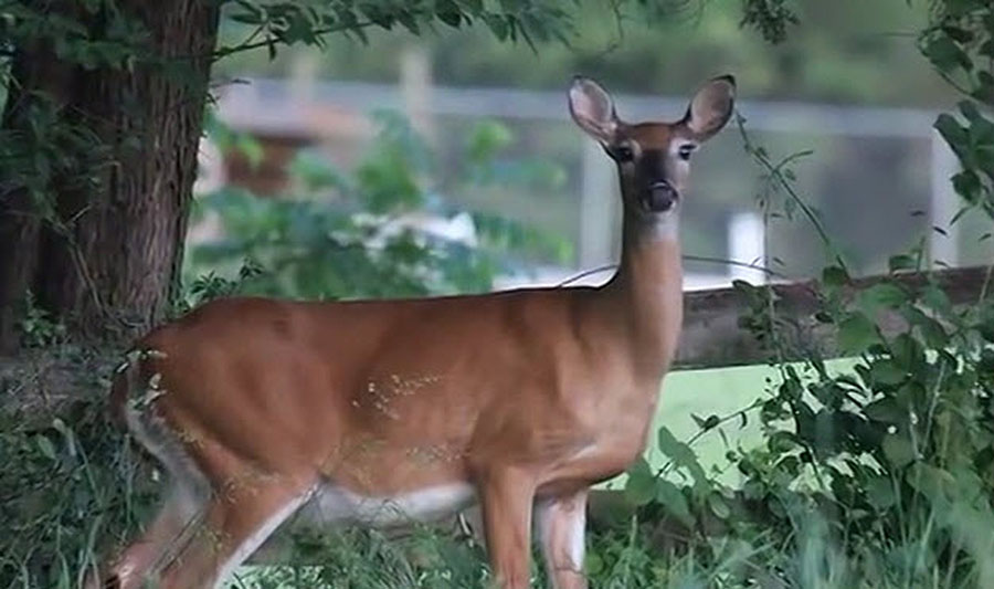a deer standing a deer standing