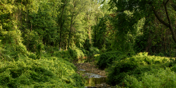 scotts run scotts run