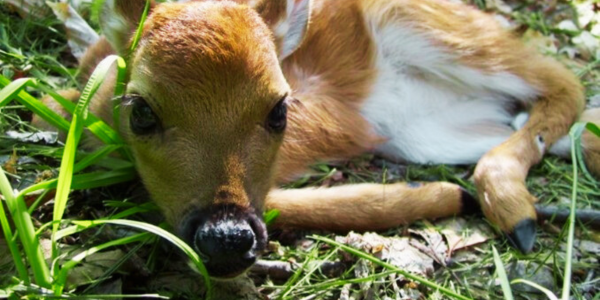 A fawn lying down on grass and leaves. A fawn lying down on grass and leaves.
