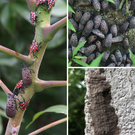 collage of lanternfly photos