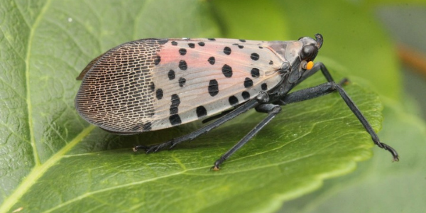 adult spotted lanternfly adult spotted lanternfly