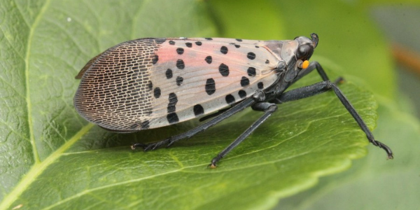 adult spotted lanternfly