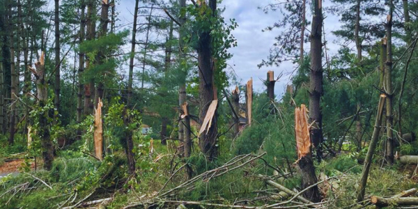 several trees snapped with bark showing several trees snapped with bark showing