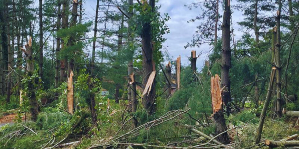 several trees snapped with bark showing