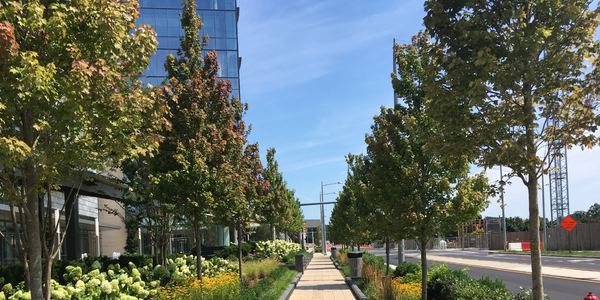 Street Trees