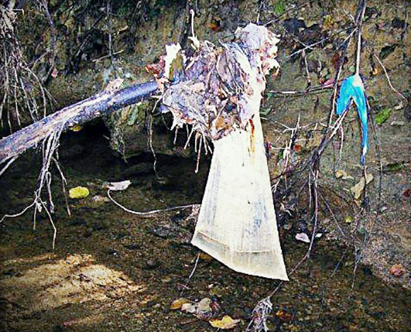 Plastic bag litter in a Fairfax County stream.