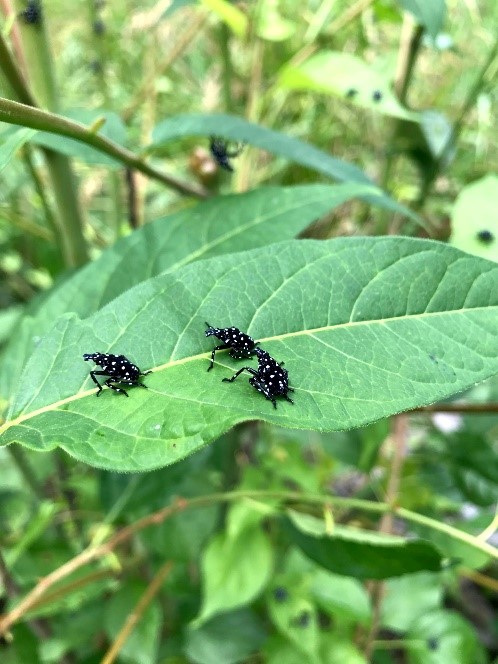 Image of spotted lanternfly nymphs - small black bugs with white spots. 