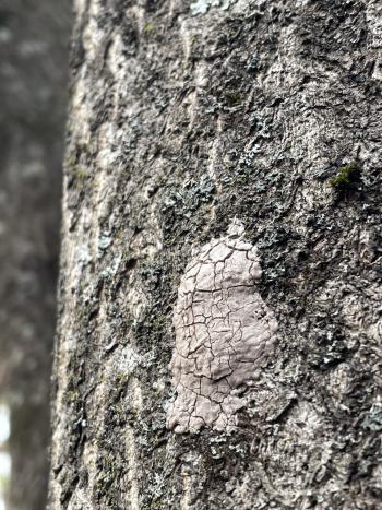 egg mass on tree