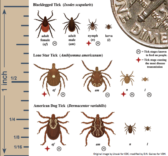 chart showing different tick species next to ruler and dime