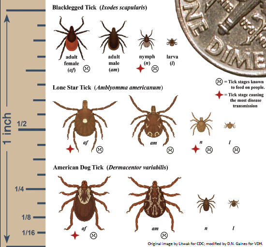 Tick Forecast 2023: Don't Let Your Pet Become A Flea & Tick Host