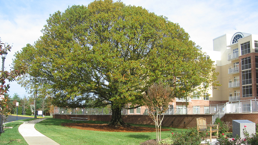 tree with large canopy near apartment complex