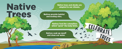 Native Trees infographic