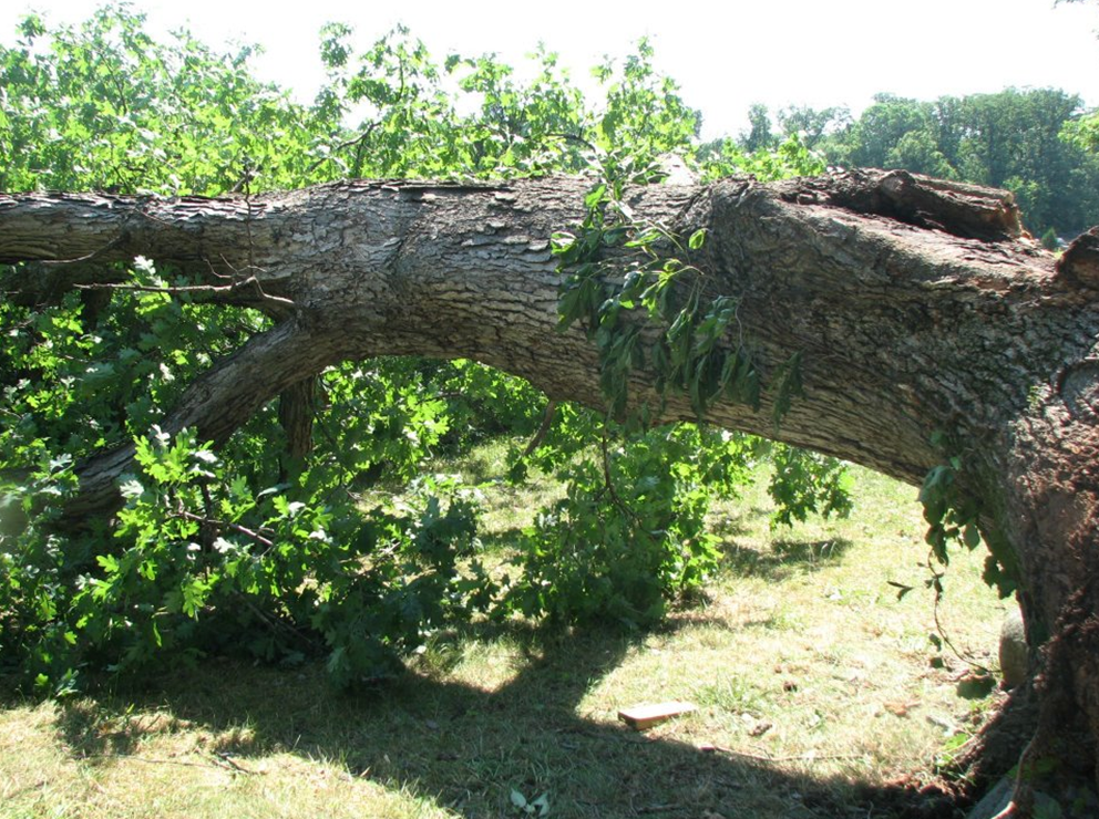 a tree that has fallen a tree that has fallen
