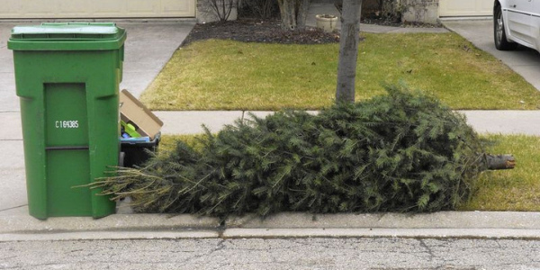recycling a christmas tree