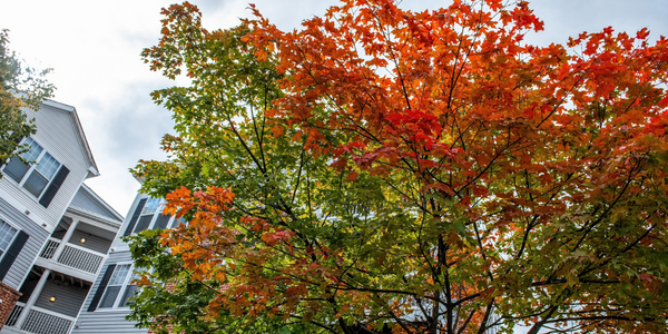 tree in Autumnal colors in front of apartment building