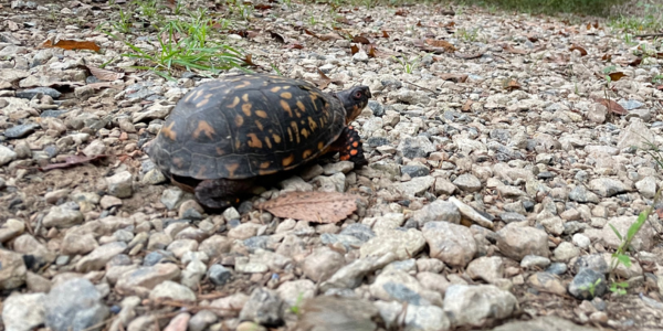 turtle on a trail turtle on a trail