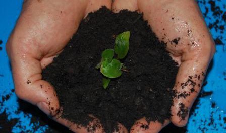 Compost image Compost image