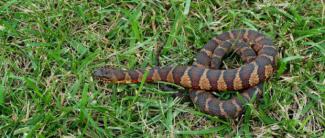 snake in the grass
